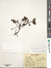 Rhododendron tomentosum image