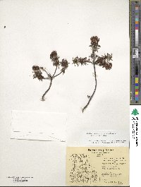 Rhododendron tomentosum image