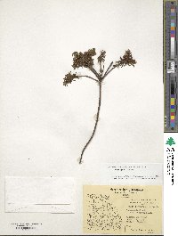 Rhododendron tomentosum image