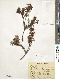 Rhododendron tomentosum image