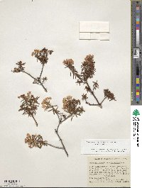 Rhododendron tomentosum image