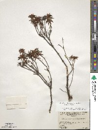 Rhododendron tomentosum image