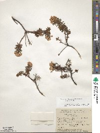 Rhododendron tomentosum image