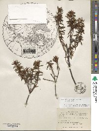 Rhododendron tomentosum image