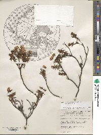 Rhododendron tomentosum image