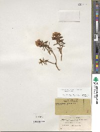 Rhododendron tomentosum image