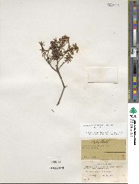 Rhododendron tomentosum image