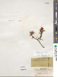 Rhododendron tomentosum image