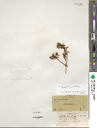 Rhododendron tomentosum image