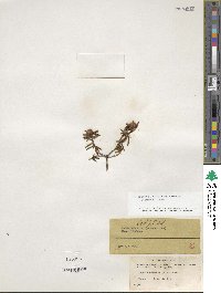 Rhododendron tomentosum image