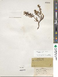 Rhododendron tomentosum image