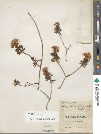 Rhododendron tomentosum image