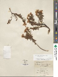 Rhododendron tomentosum image