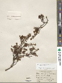 Rhododendron tomentosum image