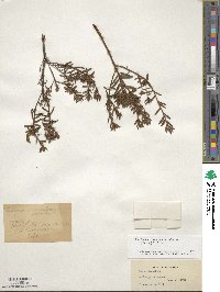 Rhododendron tomentosum image