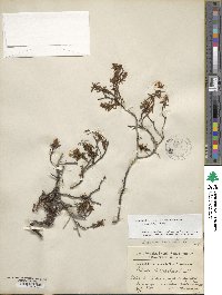 Rhododendron tomentosum image