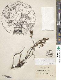 Rhododendron tomentosum image