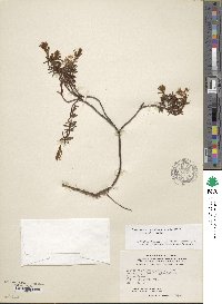 Rhododendron tomentosum image