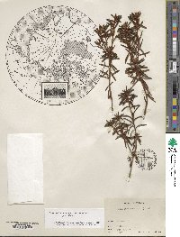 Rhododendron tomentosum image