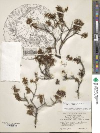 Rhododendron tomentosum image