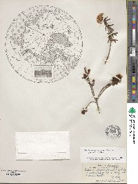 Rhododendron tomentosum image