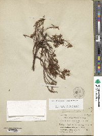 Rhododendron tomentosum image