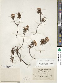 Rhododendron tomentosum image