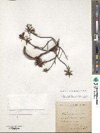 Rhododendron tomentosum image