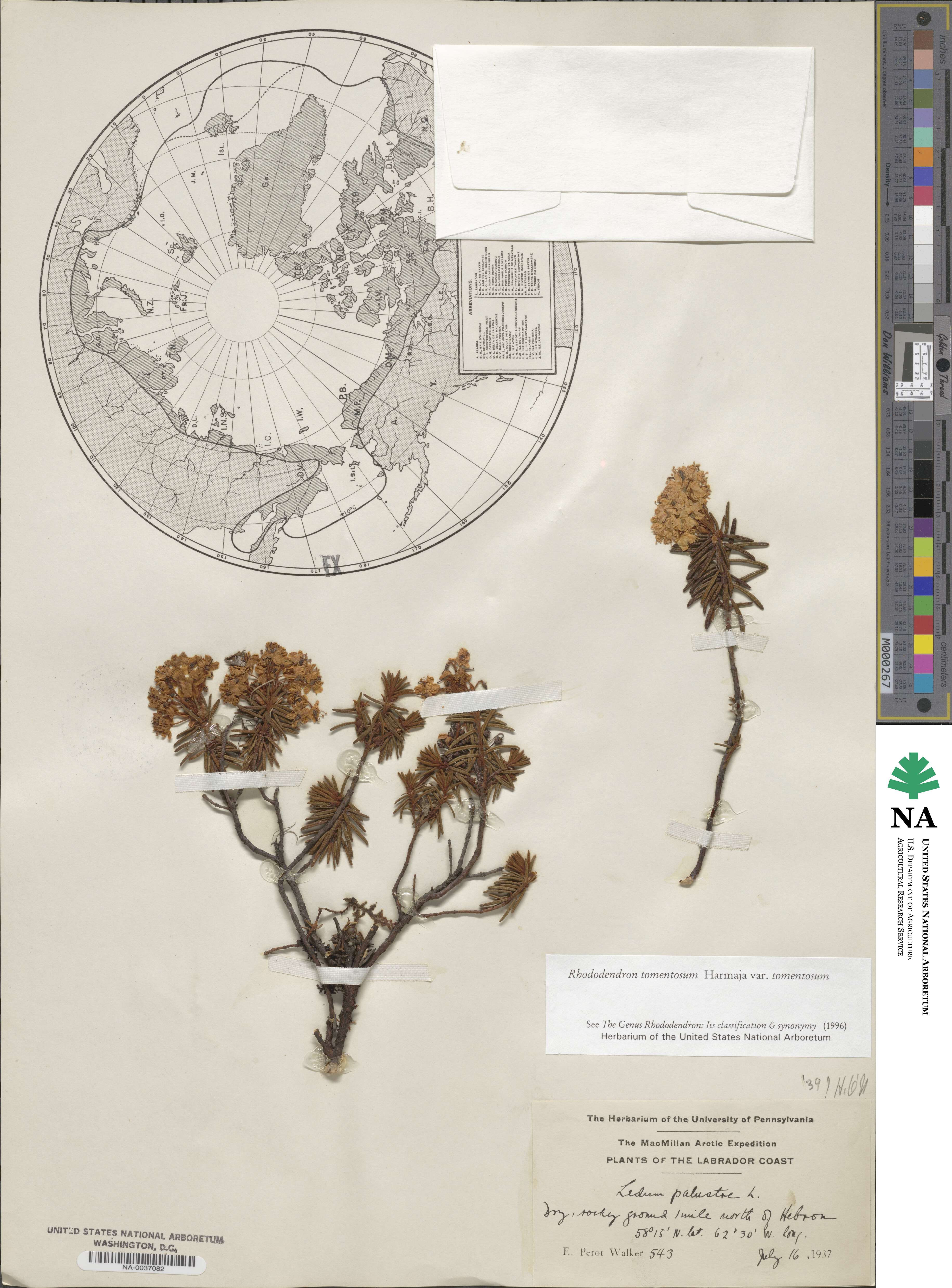 Rhododendron tomentosum image