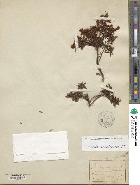 Rhododendron tomentosum image