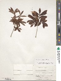 Rhododendron viscosum image