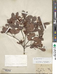 Rhododendron viscosum image