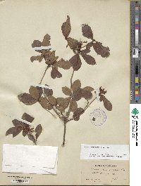 Rhododendron viscosum image