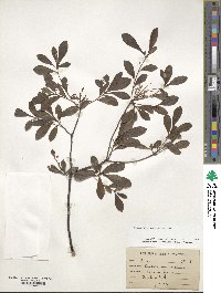Rhododendron viscosum image