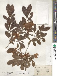 Rhododendron viscosum image
