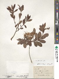 Rhododendron viscosum image
