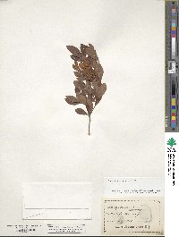 Rhododendron viscosum image