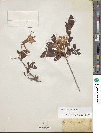 Rhododendron viscosum image