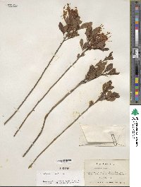 Rhododendron viscosum image