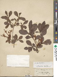 Rhododendron viscosum image