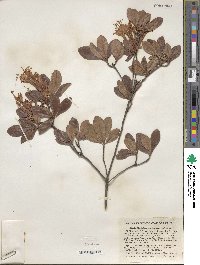 Rhododendron viscosum image