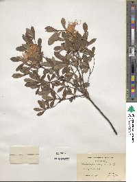 Rhododendron viscosum image