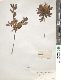 Rhododendron viscosum image