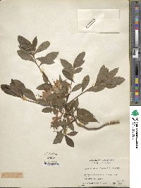 Rhododendron viscosum image