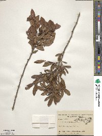 Rhododendron viscosum image