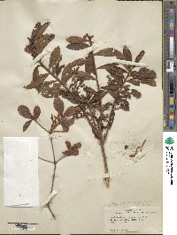 Rhododendron viscosum image