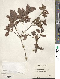 Rhododendron viscosum image