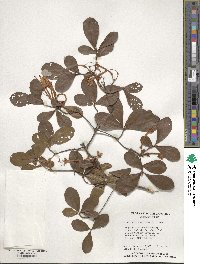 Rhododendron viscosum image