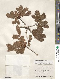 Rhododendron viscosum image