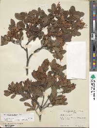 Rhododendron viscosum image